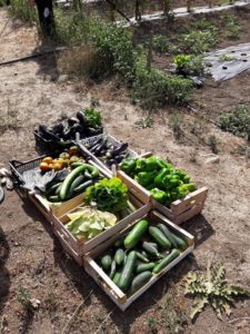raccoltoorto22luglio-2017