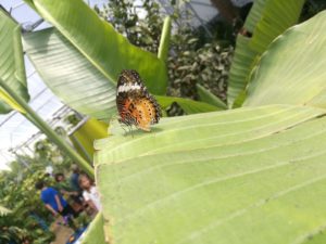 img-20180610-wa0061